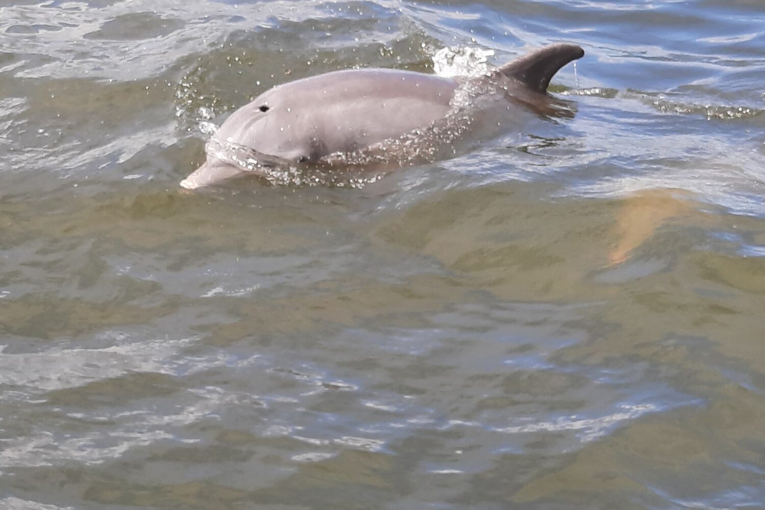 Dolphin & Manatee Lagoon Boat Tour - Dolphin Family Tours