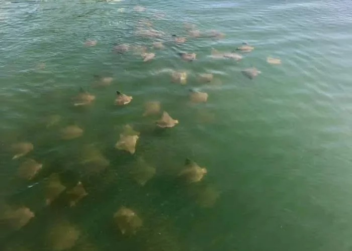 11Wildlife sightings on a dolphin and manatee tour in the Indian River Lagoon