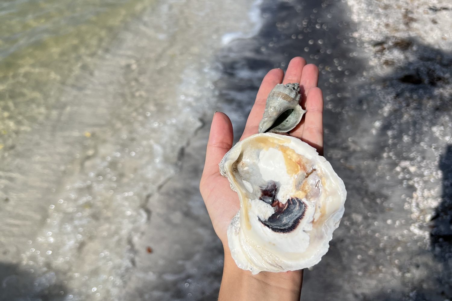 11dolphin tour near Cocoa Beach collecting shells