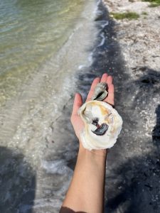 11dolphin tour near Cocoa Beach collecting shells