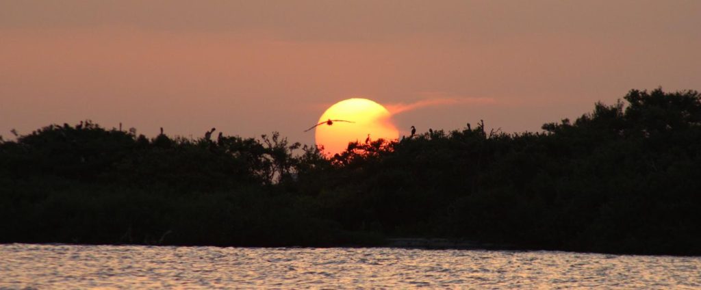 31013298 indian river lagoon preserve state park one with nature bird at sunset bobby seeback