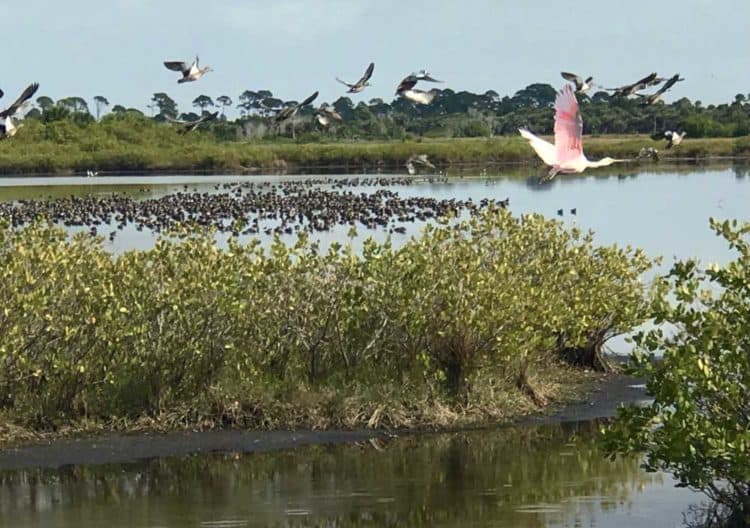 merritt island nwr spoonbil 750x528 1