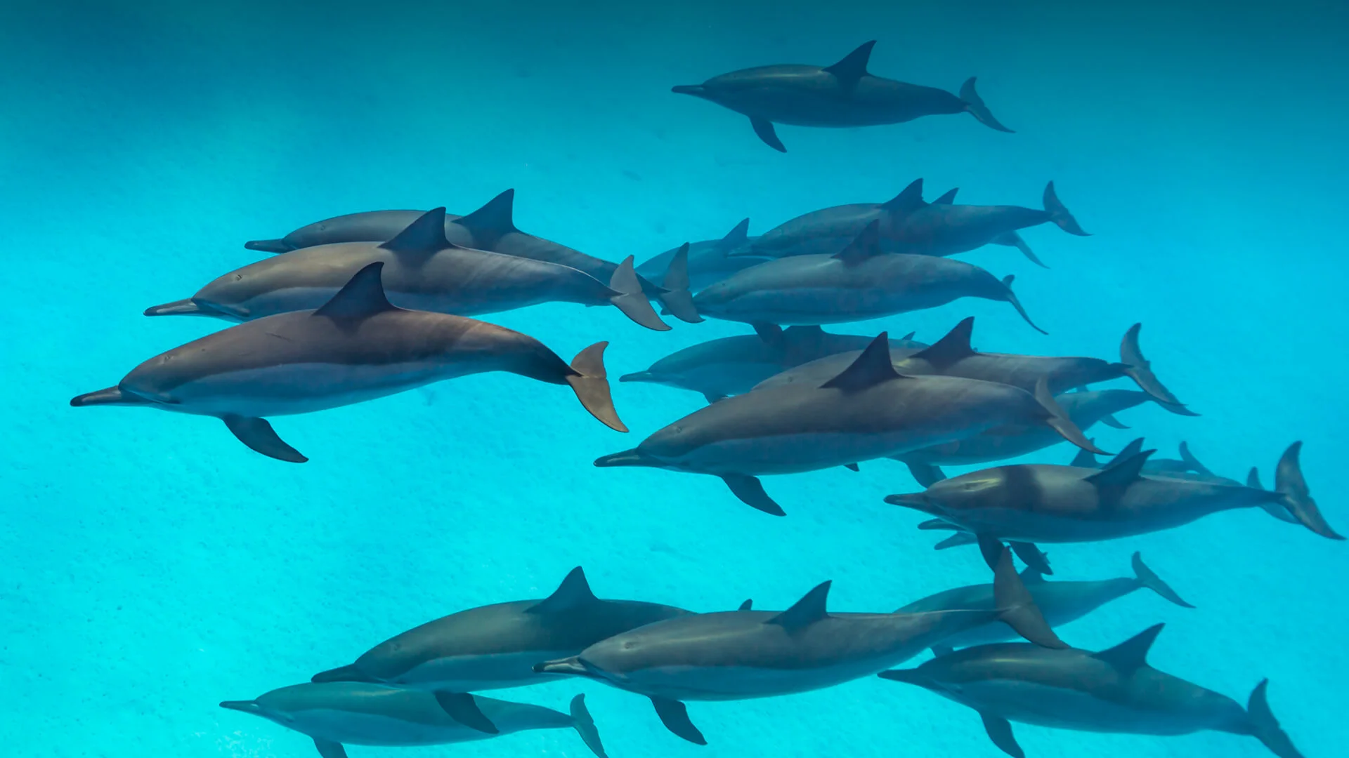 10 fin-tastic facts about dolphins — The Reef-World Foundation