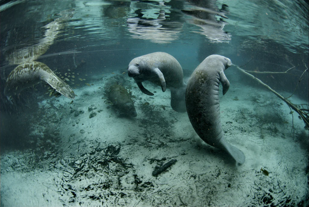 manatees swimming in the shallows at crystal river national wildlife refuge