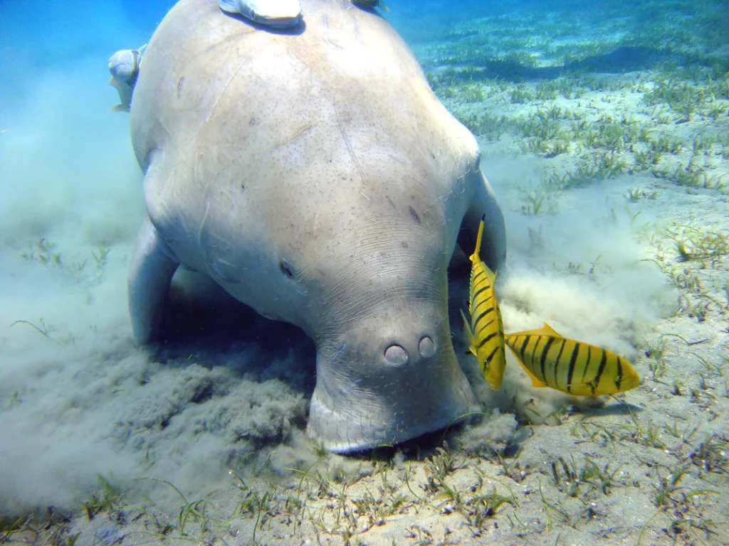 dugong 1