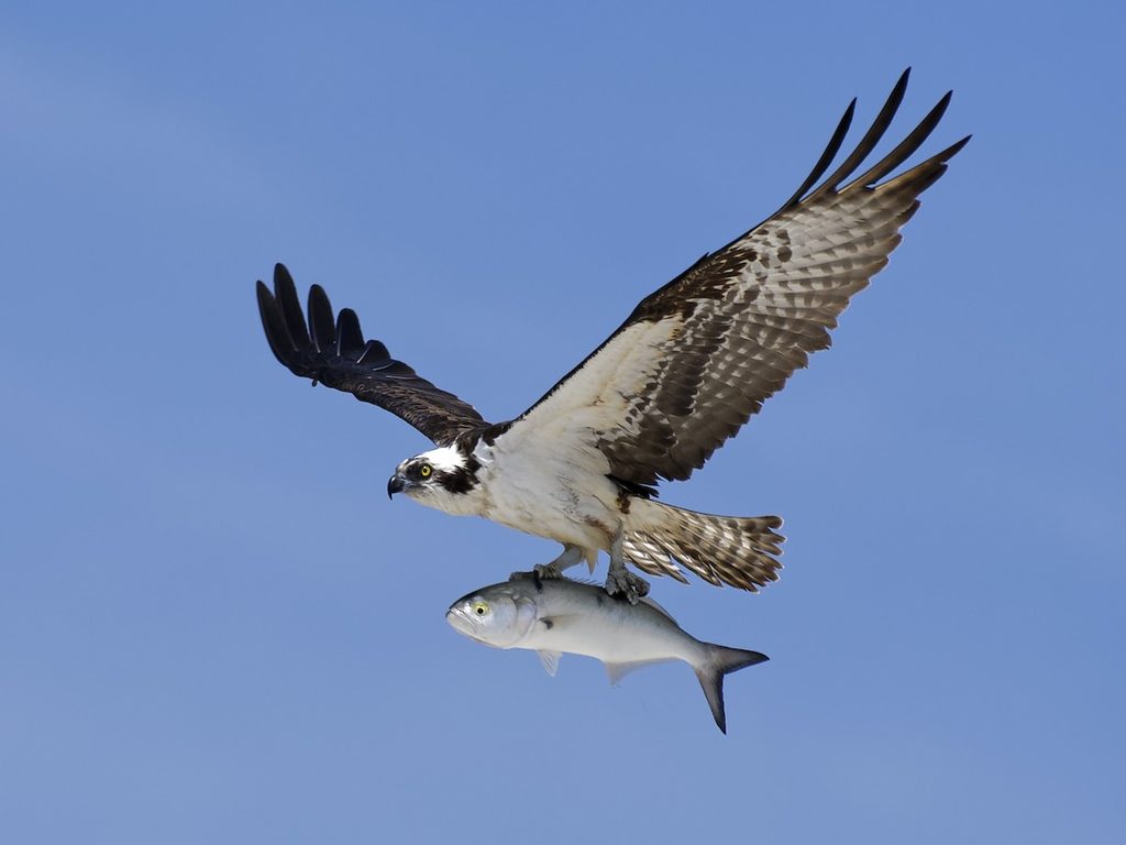 Osprey in Cocoa Beach