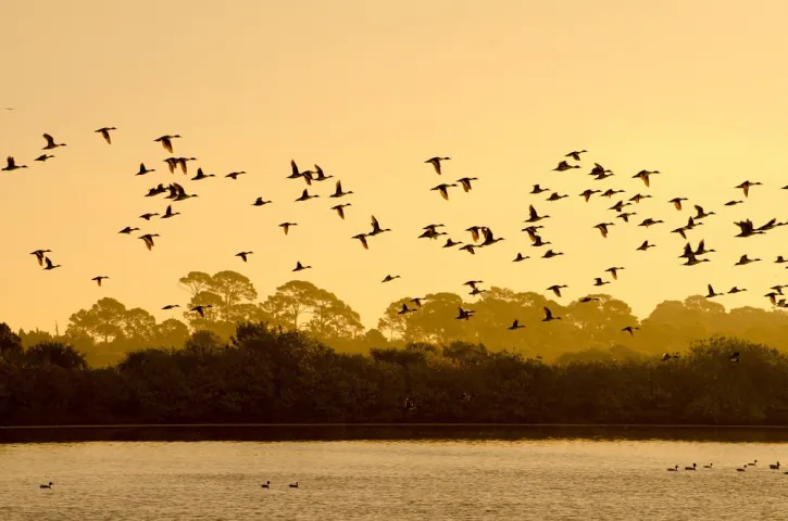 se permiten perros en merritt island national wildlife refuge