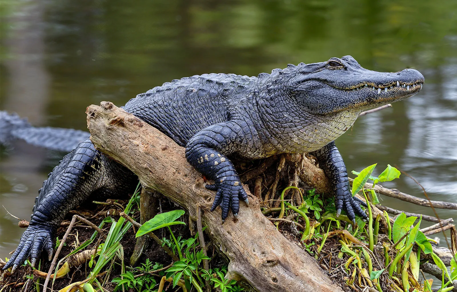 11alligator in Cocoa Beach, florida