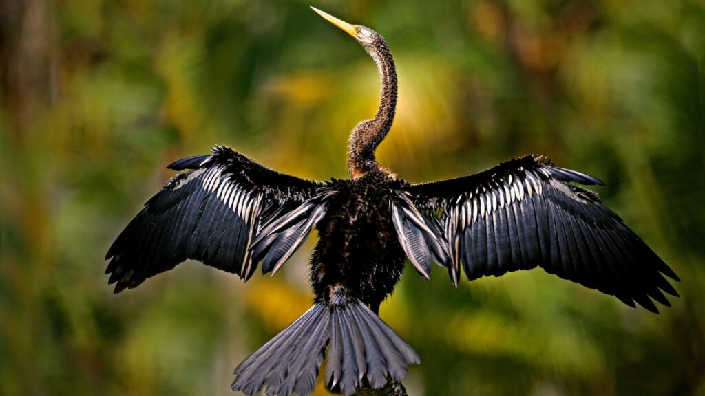 anhinga 