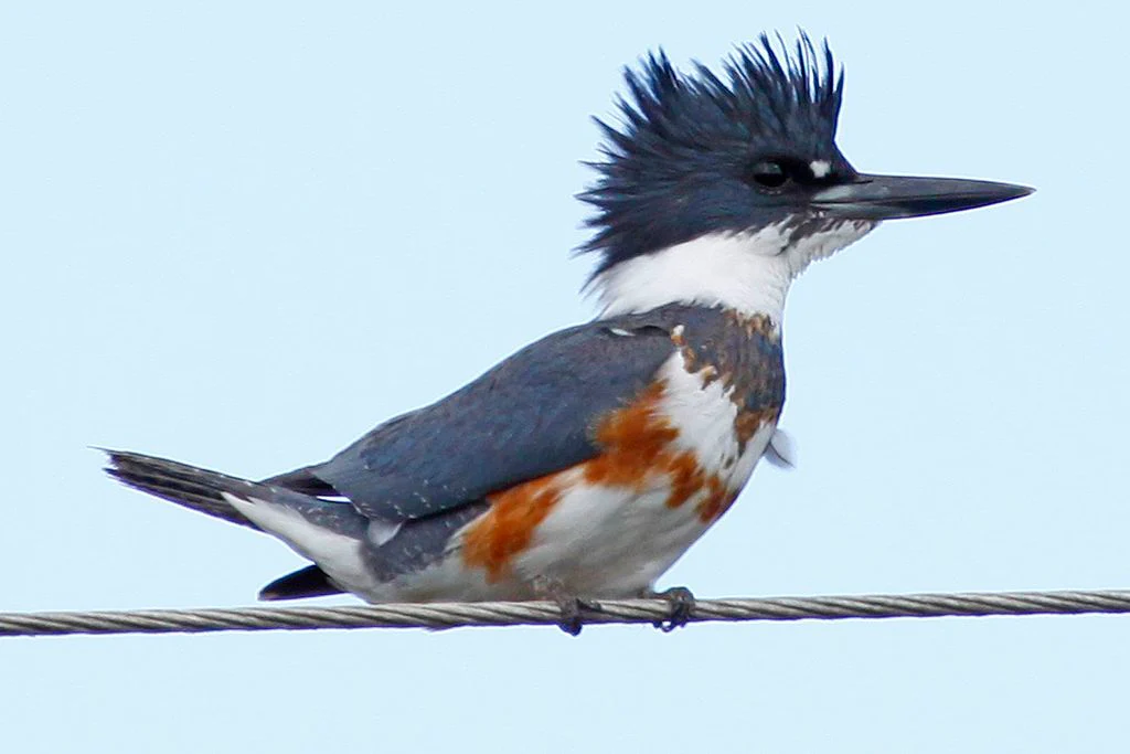 belted kingfisher ceryle alcyon florida