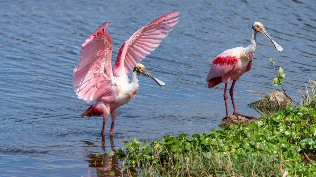 roseate spoonbill scaled 