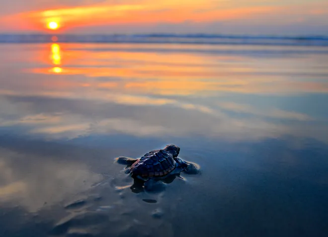 seaturtle baby in cocoa beach