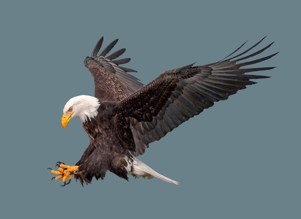 baldeagle 