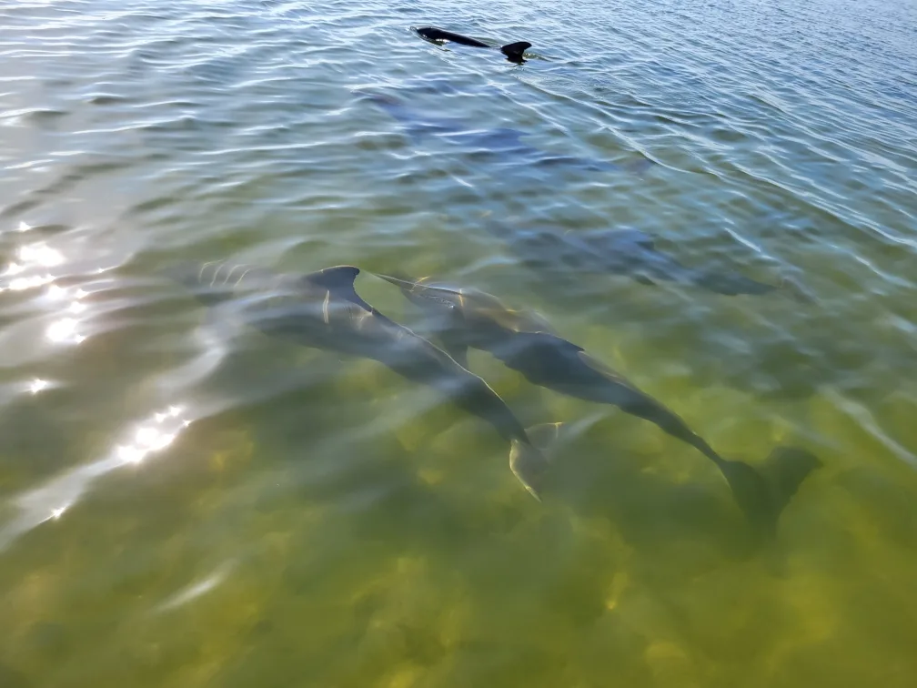 11Orlando dolphin tour in indian river lagoon