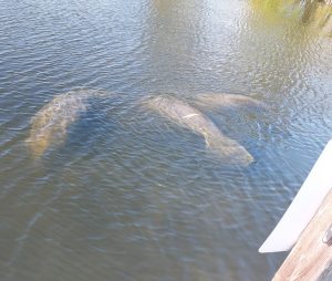 11Manatee swimming next to a family tour boat in Florida