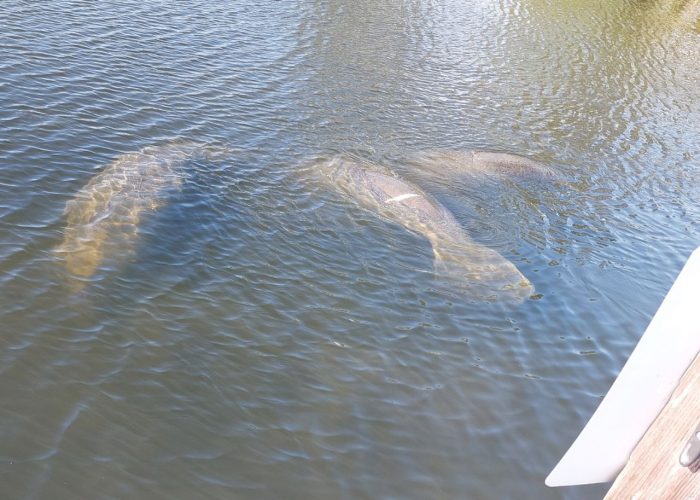 11Manatee swimming next to a family tour boat in Florida