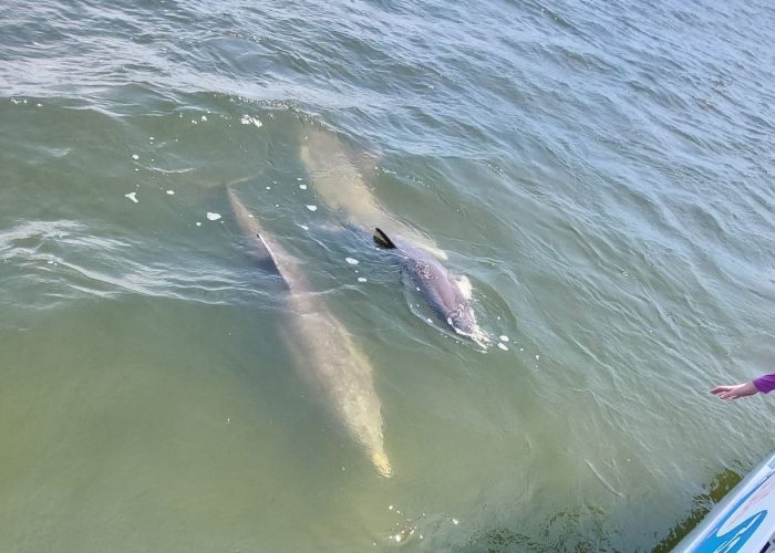 11Dolphins swimming next to a small family tour boat in the Indian River Lagoon