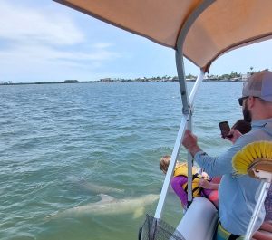 11Dolphins swimming next to a small family tour boat in the Indian River Lagoon