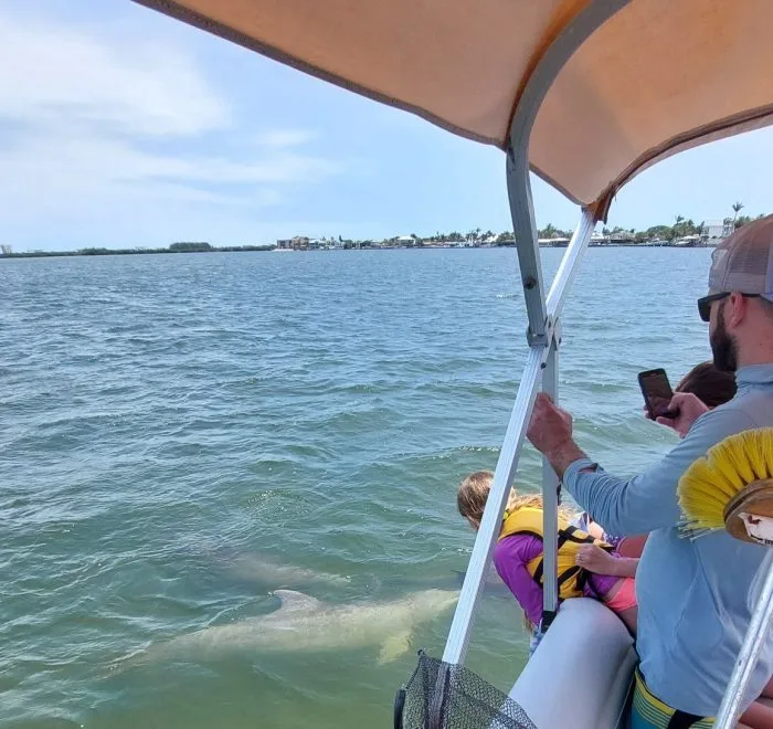 Dolphins swimming next to a family tour boat near Orlando