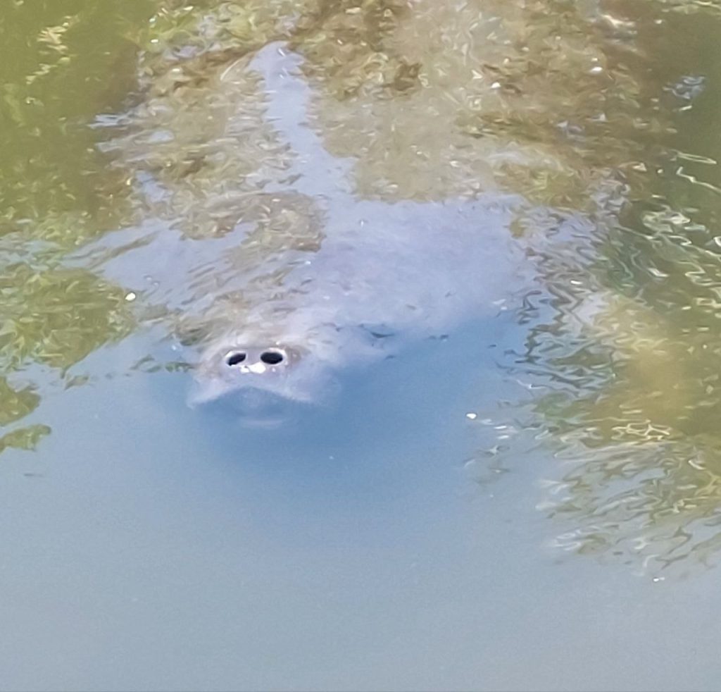 Manatee
