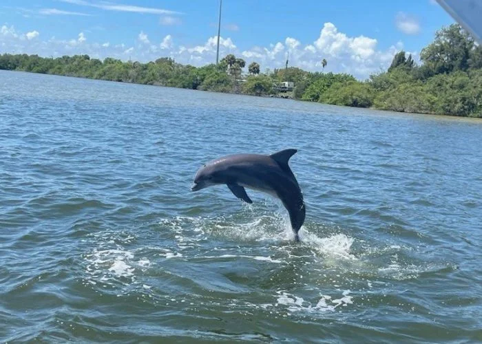 11Dolphin jumping near a boat on a Private Cocoa Beach dolphin tour