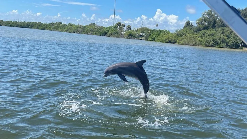11Dolphin jumping near a boat on a Private Cocoa Beach dolphin tour