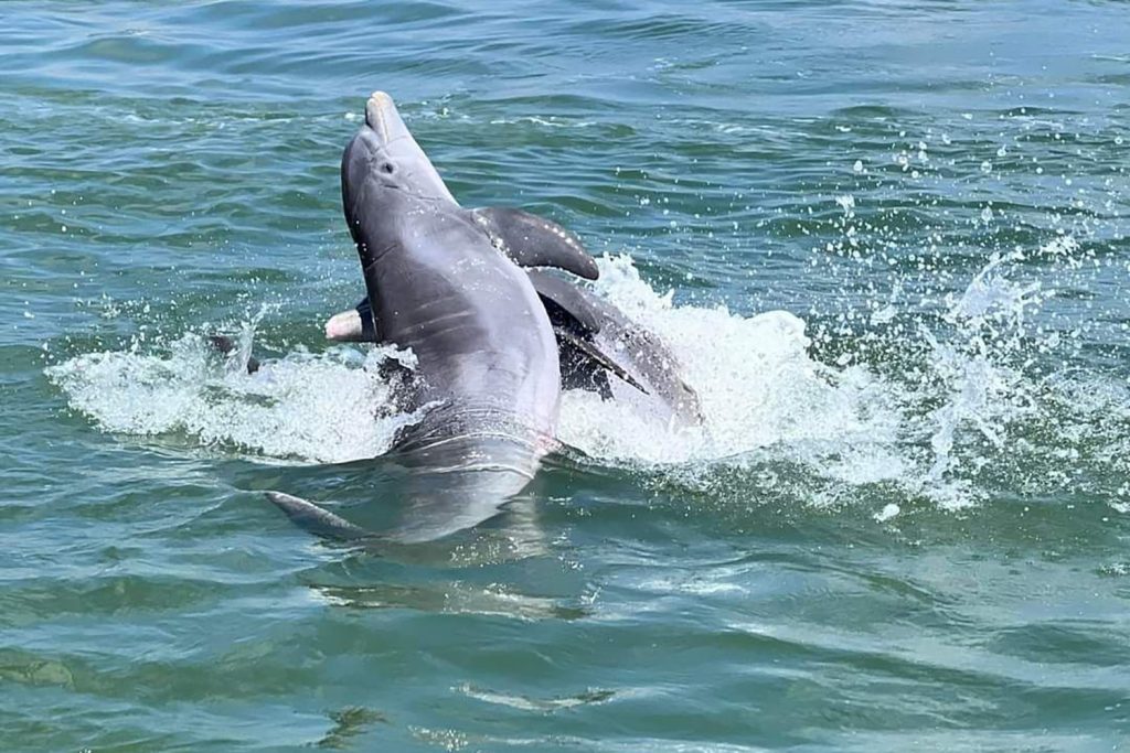 During our Thousand Islands Wildlife Adventure Tour you get a chance to see one of the most fascinating wildlife shows staged by the dolphins!