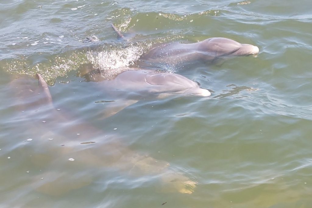 If there was an intellectual competition held under the sea, there is a high chance that dolphins would win it.