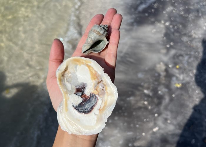 11Shells on boat tour near Cocoa Beach