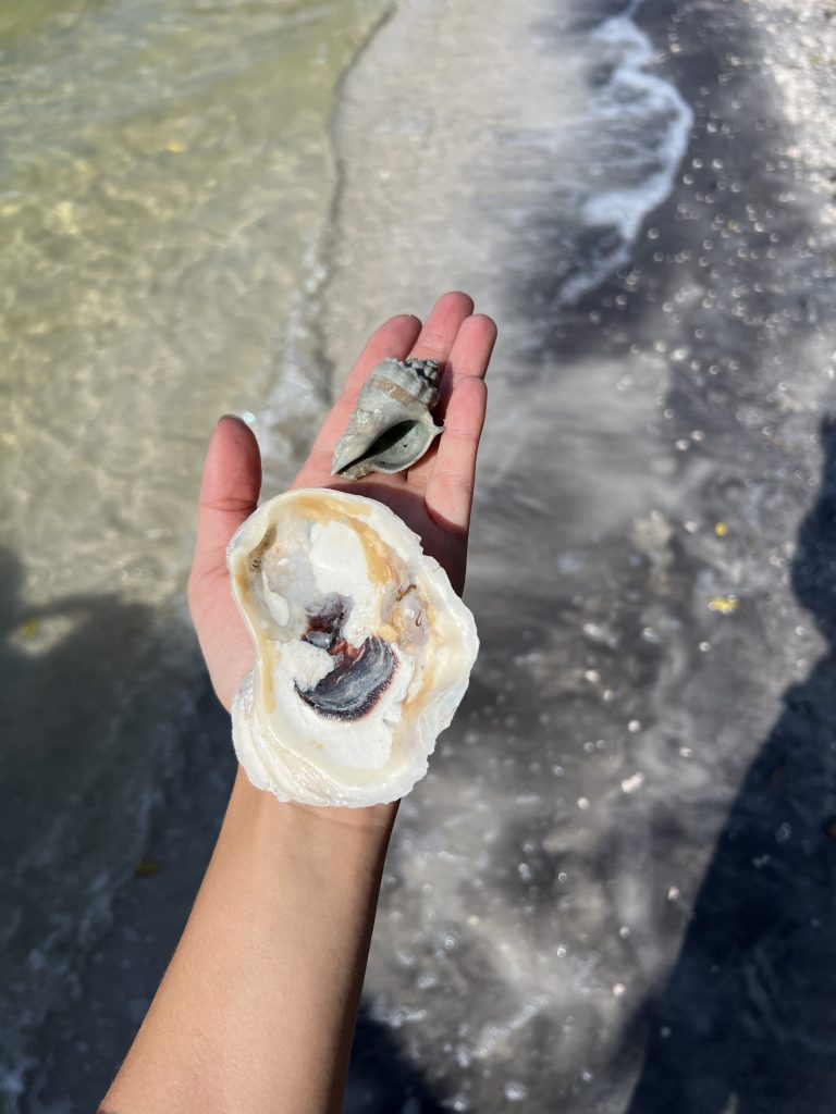 Shells from a tropical island in Banana River
