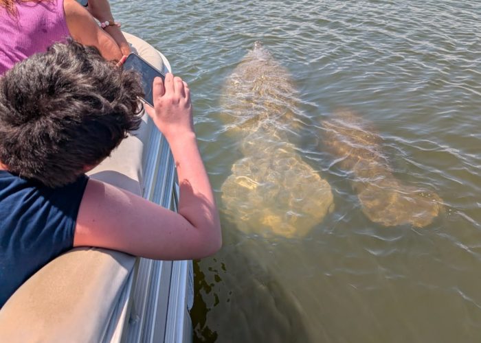 11Manatee sighting during a dolphin and manatee tour on Florida Space Coast