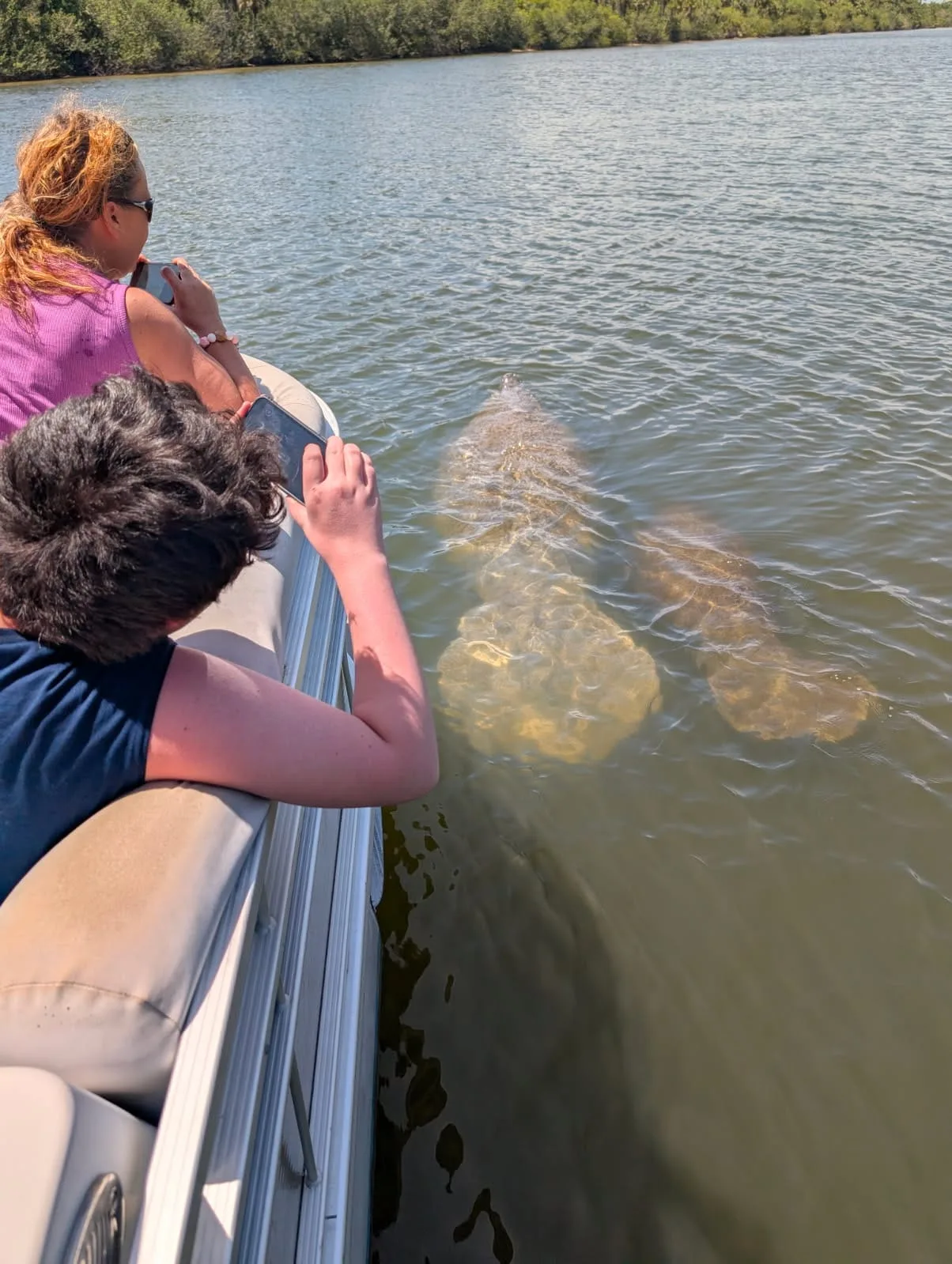 11Manatee sighting during a dolphin and manatee tour on Florida Space Coast