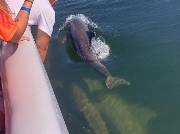 11Dolphin swimming near boat in Port Canaveral