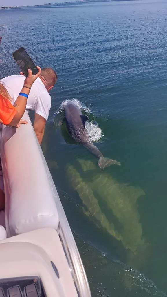 11Dolphin swimming near boat in Cocoa Beach near Orlando