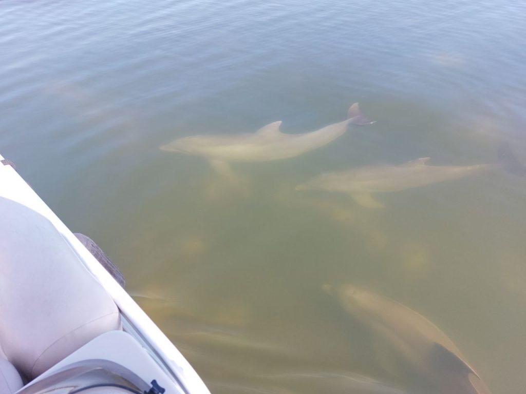 Dolphins swimming near a small boat on dolphin & manatee tour in Cape Canaveral