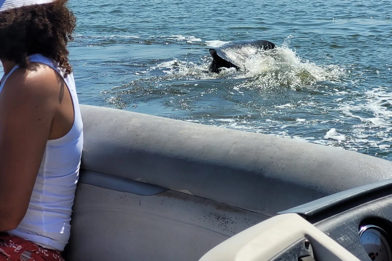 11Orlando dolphin tour in the Indian river lagoon