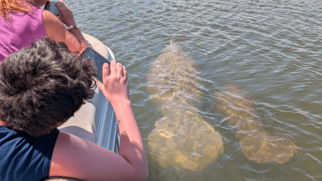manatees swimming along the boat in cape canaveral (1)