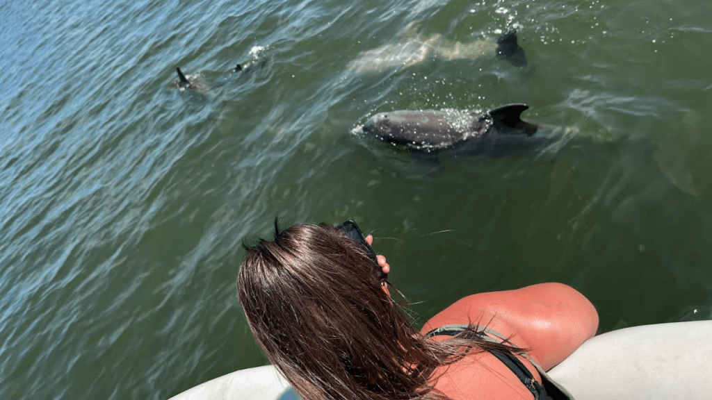 Dolphins swimming near a boat in Cocoa Beach